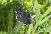 Pyrgus armoricanus
