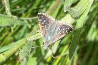 Pyrgus armoricanus