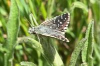 Pyrgus armoricanus