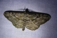 Peribatodes rhomboidaria