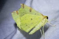 Opisthograptis luteolata