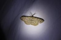 Hypomecis punctinalis