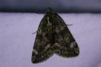 Chloroclysta siterata