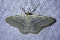 Idaea subsericeata