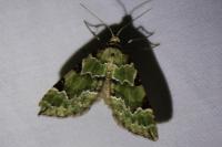 Colostygia pectinataria