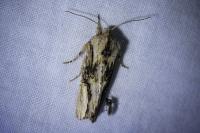 Egira conspicillaris