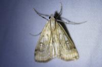 Parapoynx stratiotata