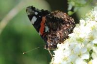 Vanessa atalanta