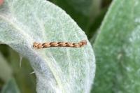 Eupithecia