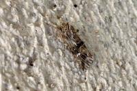 Calophasia lunula