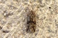 Calophasia lunula
