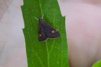 Pyrausta aurata