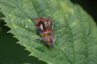 Olethreutes arcuella