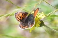 Lycaena tityrus