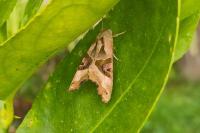 Phlogophora meticulosa