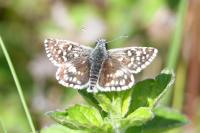 Pyrgus malvae