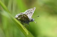 Pyrgus malvae