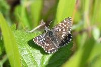 Pyrgus malvae