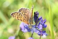 Melitaea cinxia