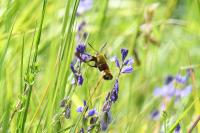 Hemaris fuciformis