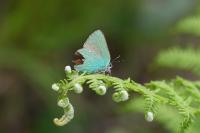 Callophrys rubi