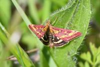 Pyrausta purpuralis