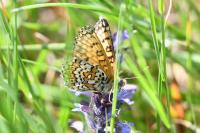 Melitaea cinxia