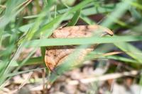 Drepana curvatula