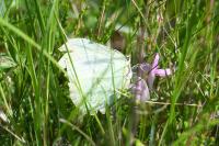 Gonepteryx rhamni
