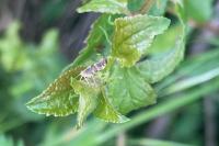 Argyresthia spinosella