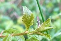 Argyresthia spinosella