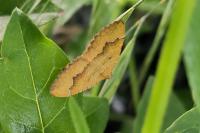 Camptogramma bilineata