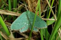 Hemithea aestivaria