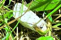 Spilosoma lubricipeda