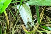 Spilosoma lubricipeda