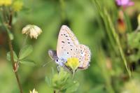 Polyommatus icarus