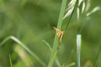 Pseudopanthera macularia