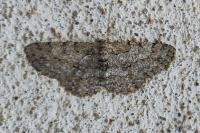 Hypomecis punctinalis
