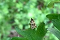 Isotrias rectifasciana