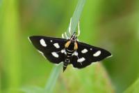 Anania funebris