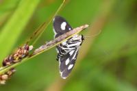 Anania funebris
