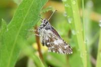 Pyrgus malvae