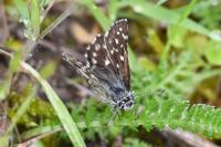 Pyrgus malvae