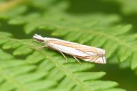 Crambus pascuella