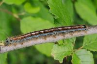 Malacosoma neustria