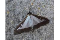 Cydalima perspectalis