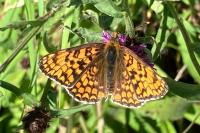 Melitaea phoebe