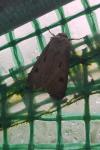 Agrotis exclamationis