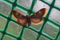 Hypsopygia costalis