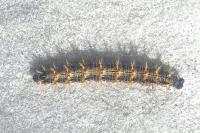 Nymphalis polychloros